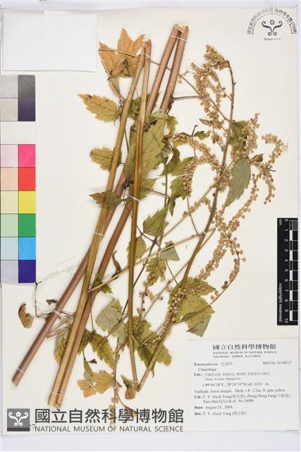 登錄號:S148327藏品圖，第1張