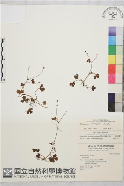 鹿場毛茛藏品圖，第1張