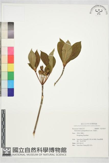 吊鐘花藏品圖，第1張