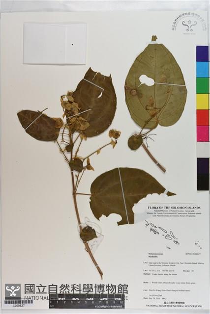 登錄號:S200827藏品圖，第1張