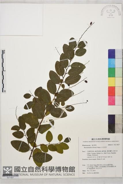 小勾兒茶藏品圖，第1張