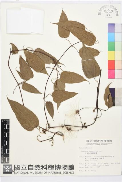 亨利氏鐵線蓮藏品圖，第1張