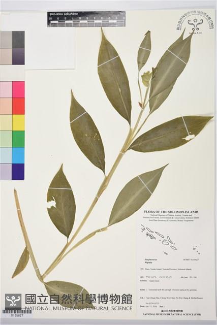 登錄號:S195827藏品圖，第1張