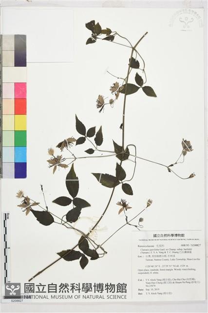 巴氏鐵線蓮藏品圖，第1張