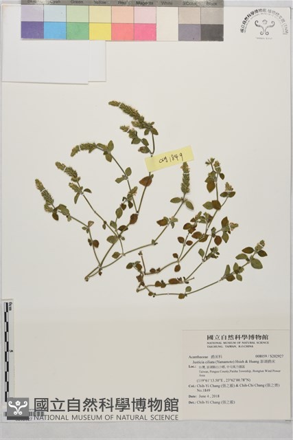 澎湖爵床藏品圖，第1張