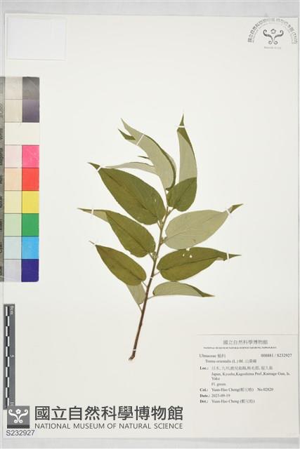 山黃麻藏品圖，第1張