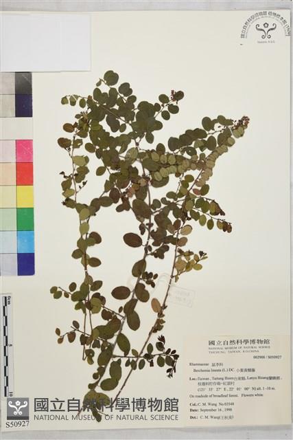 小葉黃鱔藤藏品圖，第2張