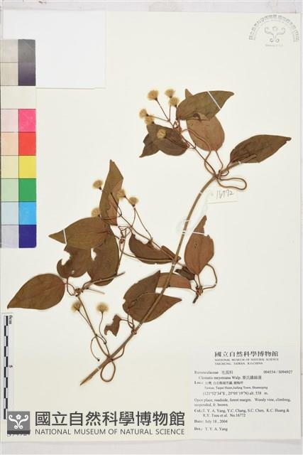 麥氏鐵線蓮藏品圖，第2張