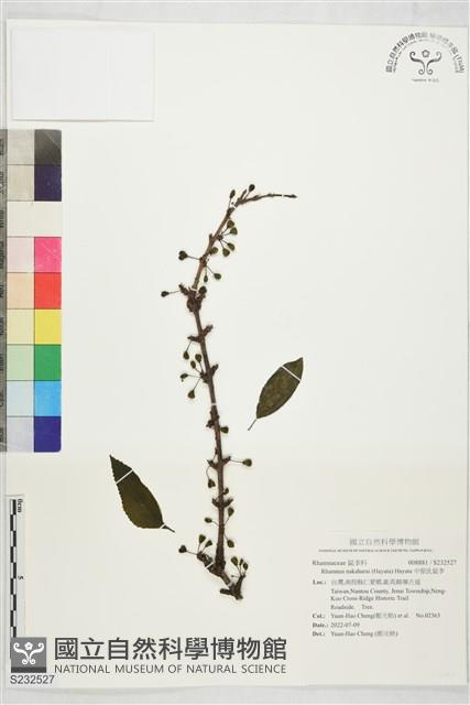 中原氏鼠李藏品圖，第1張