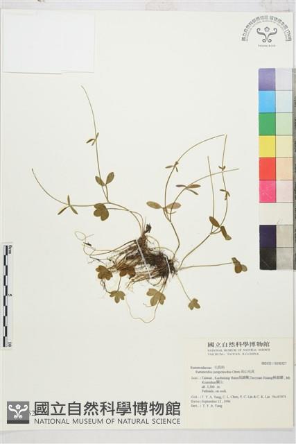 高山毛茛、檜林毛茛藏品圖，第1張
