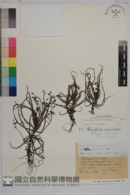 長葉茅膏菜藏品圖，第1張