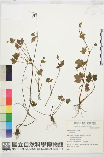 Accession Number:S049527 Collection Image