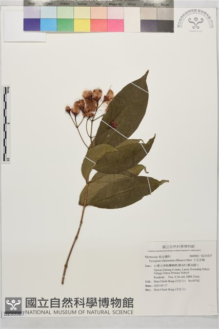 大花赤楠藏品圖，第1張