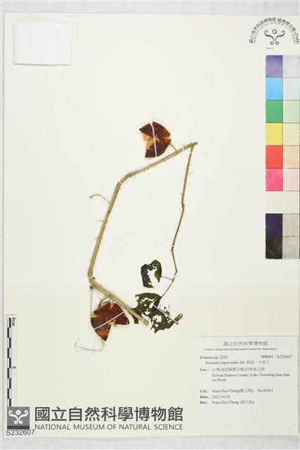刺茄、牛茄子藏品圖，第1張