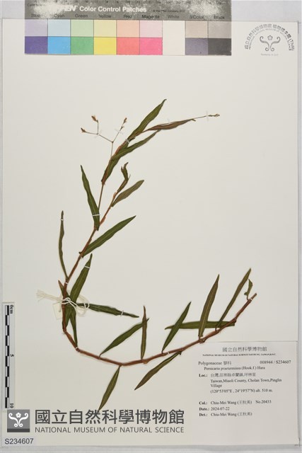 登錄號:S234607藏品圖，第1張