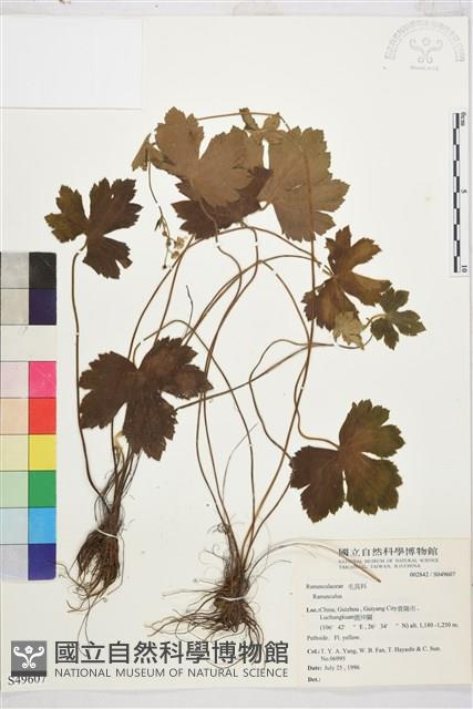 登錄號:S049607藏品圖，第1張