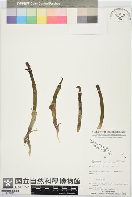 Accession Number:S196007 Collection Image