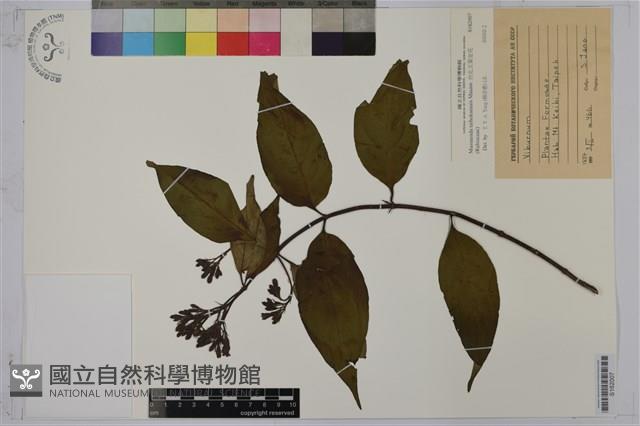 台北玉葉金花藏品圖，第1張