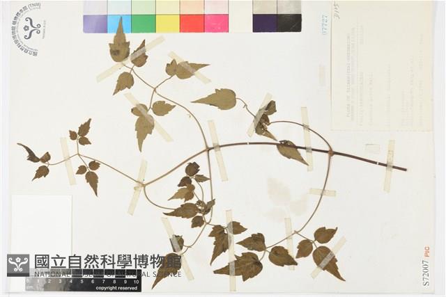 串鼻龍藏品圖，第2張