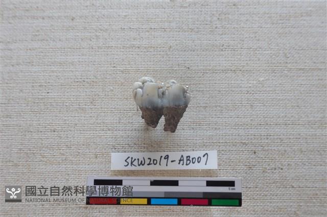 獸骨藏品圖，第1張