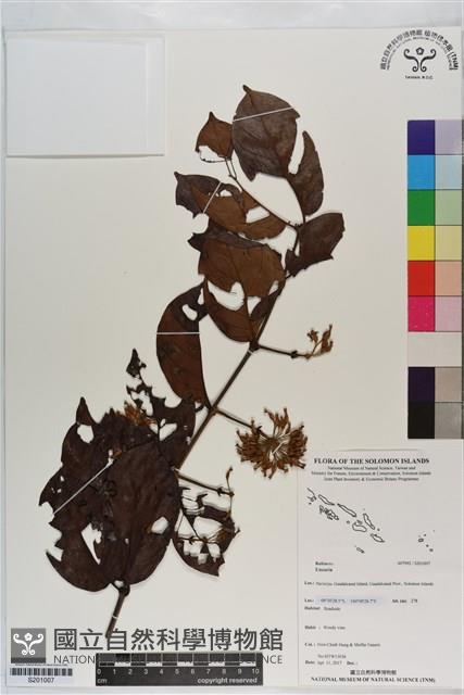 Accession Number:S201007 Collection Image