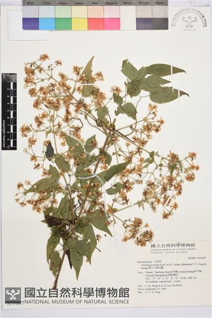 梨山小蓑衣藤藏品圖，第1張