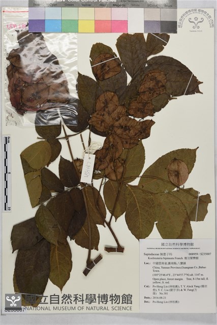 複羽葉欒樹藏品圖，第1張