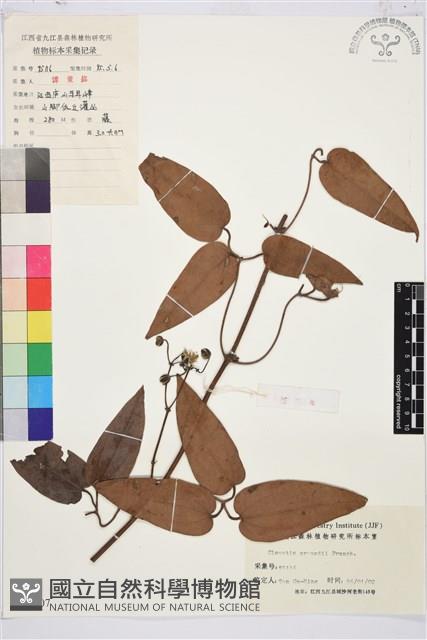 小木通藏品圖，第1張