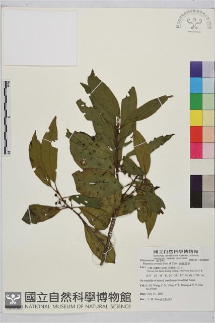 鈍齒鼠李藏品圖，第1張