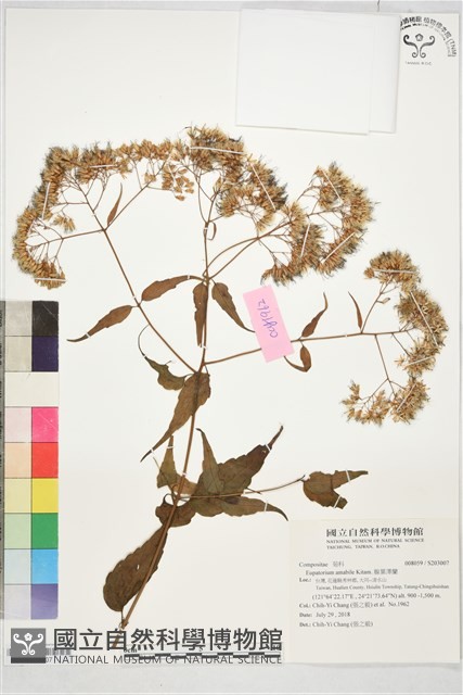 腺葉澤蘭藏品圖，第1張