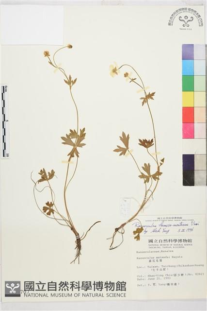 蓬萊毛茛藏品圖，第1張