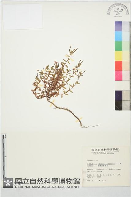 合歡柳葉菜藏品圖，第1張
