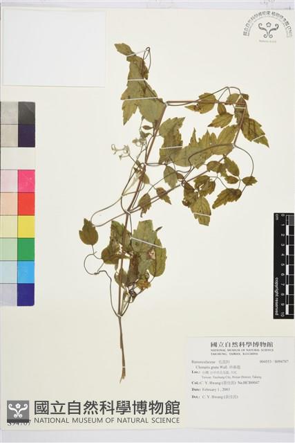 串鼻龍藏品圖，第1張