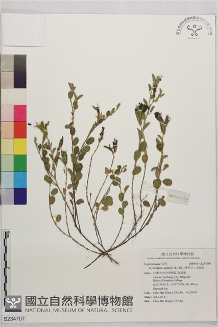 煉莢豆、山地豆藏品圖，第1張