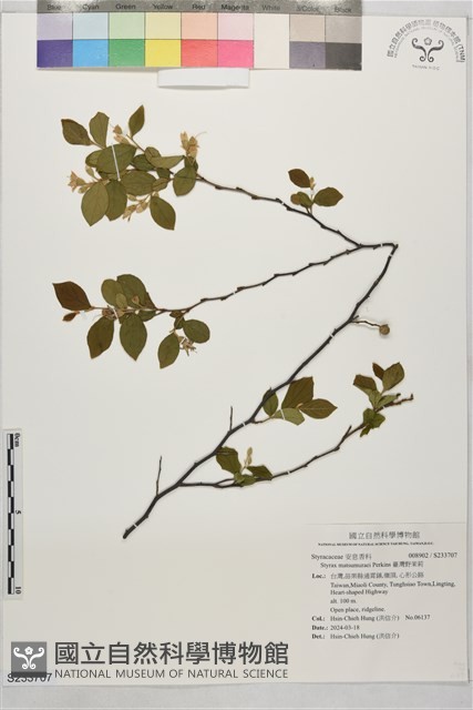 臺灣野茉莉藏品圖，第1張