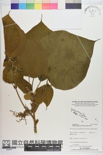 野桐藏品圖，第1張