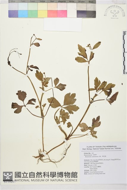水辣菜、禺毛茛藏品圖，第1張