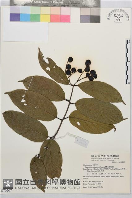 巒大雀梅藤藏品圖，第2張