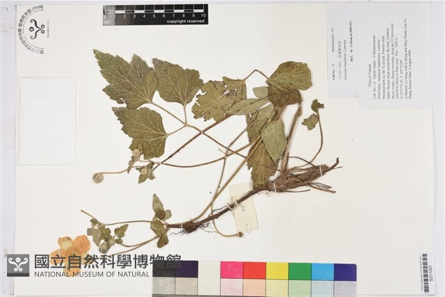 打破碗花花藏品圖，第1張