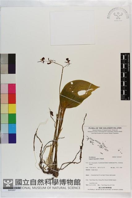 登錄號:S203207藏品圖，第1張