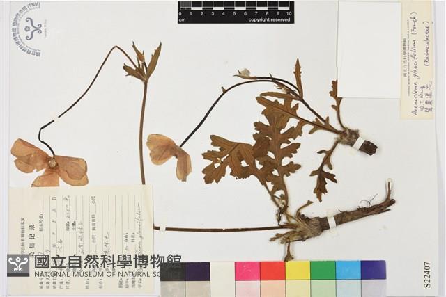 罌粟蓮花藏品圖，第1張