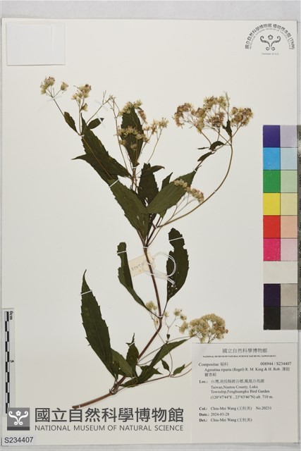 澤假藿香薊藏品圖，第1張