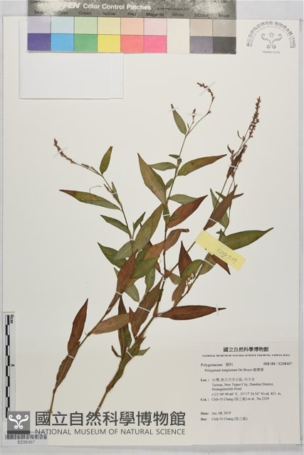 睫穗蓼藏品圖，第1張