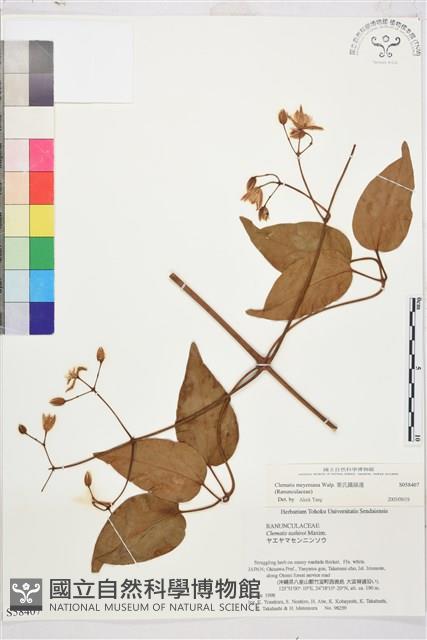 麥氏鐵線蓮藏品圖，第1張