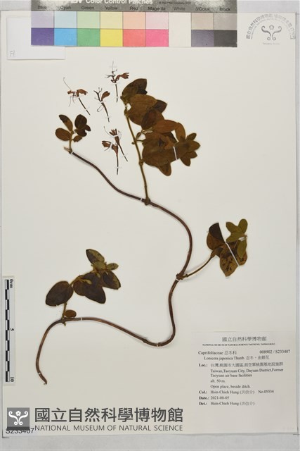 忍冬、金銀花藏品圖，第1張