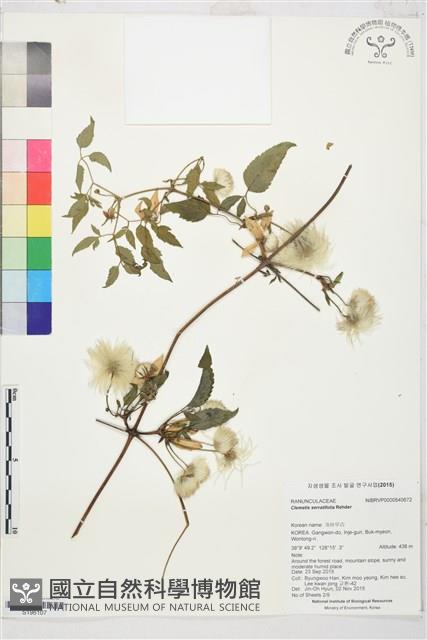 齒葉鐵線蓮藏品圖，第1張