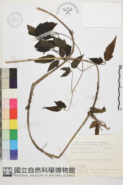 銹毛鐵線蓮藏品圖，第1張