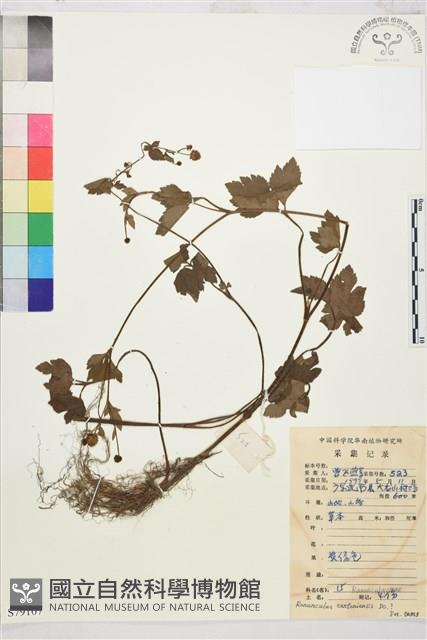 水辣菜、禺毛茛藏品圖，第1張