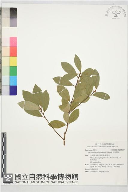 短序潤楠藏品圖，第1張