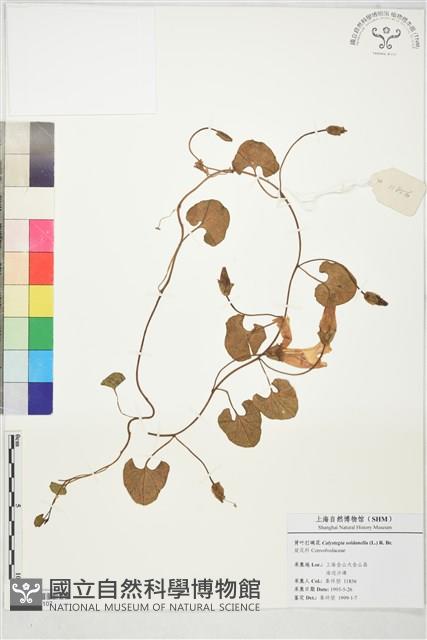 濱旋花藏品圖，第1張